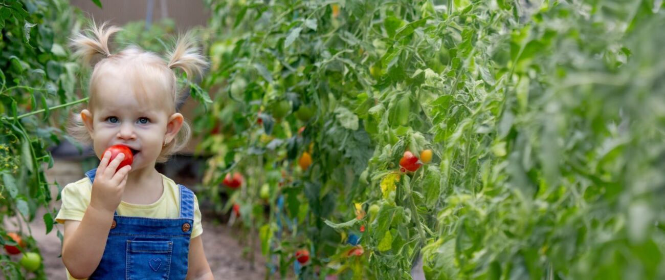 girl eating tomatos