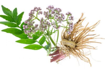 Valerian root