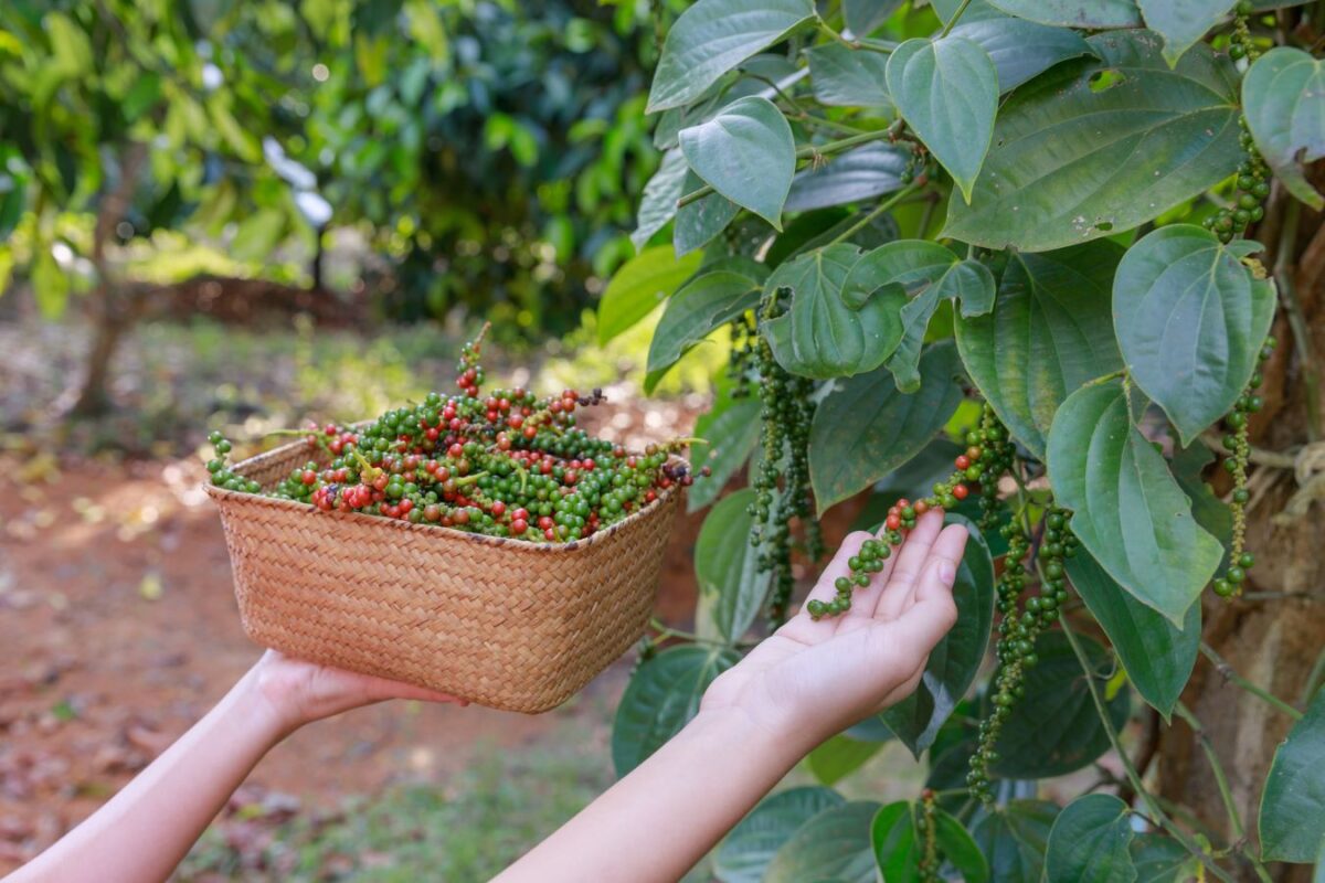 harvested pepper