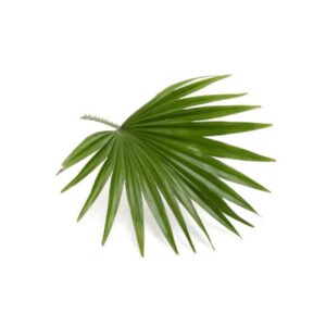 saw palmetto