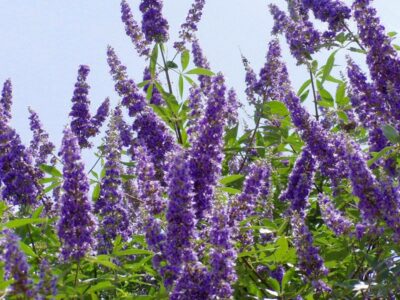 vitex