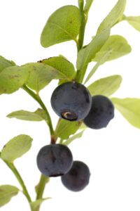 Wild Blueberry